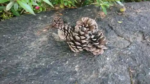 玉敷神社の自然