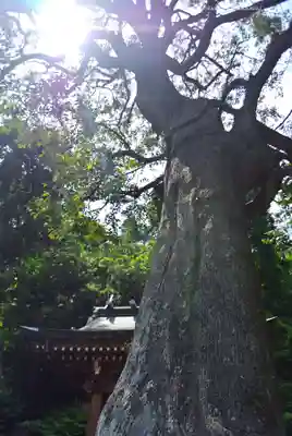 熊野神社(神奈川県)