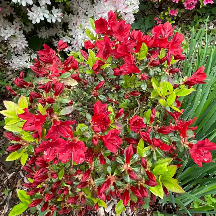 根津神社の自然