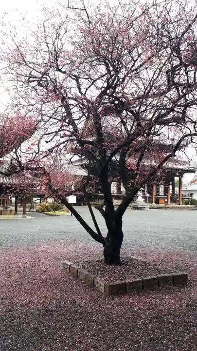 興正寺(京都府)
