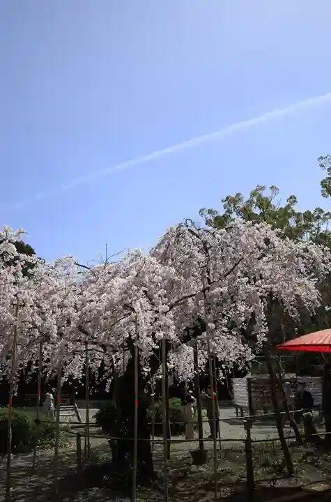 水無瀬神宮(大阪府)