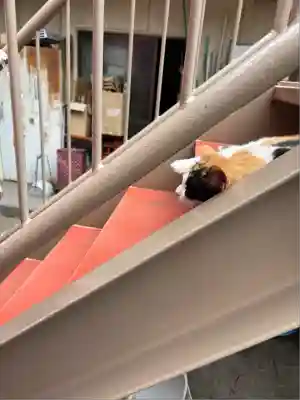 若宮八幡宮 (神奈川県)