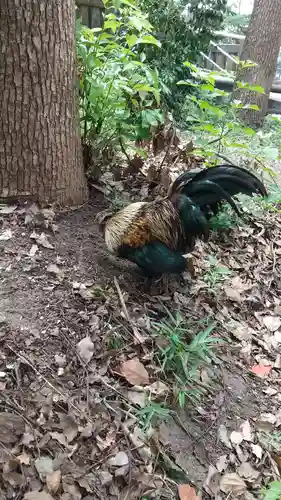 飯香岡八幡宮の動物
