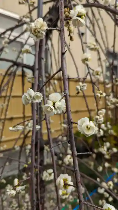 大松禅寺(京都府)