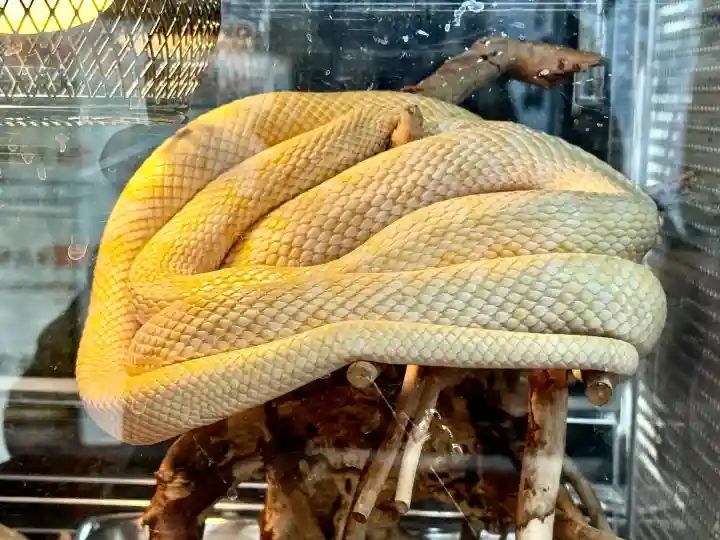 坪沼八幡神社の{uncategorized: "未分類", other: "その他", undefined: "問題あり", building: "その他建物", grave: "お墓", sacred_gate: "鳥居", guardian: "狛犬", statue: "像", buddha: "仏像", history: "歴史", nature: "自然", garden: "庭園", animal: "動物", pagoda: "塔", temizu: "手水舎", mountain_gate: "山門・神門", sanctuary: "本殿・本堂", subordinate: "末社・摂社", art: "芸術", scenery: "景色", jizo: "地蔵", ema: "絵馬", goshuin: "御朱印", omikuji: "おみくじ", items: "授与品その他", amulet: "お守り", goshuincho: "御朱印帳", eats: "食事", festival: "お祭り", votive_dance: "神楽", shichigosan: "七五三参", wedding: "結婚式", experience: "体験その他", initially: "初詣", around: "周辺", anti_infection: "感染症対策"}