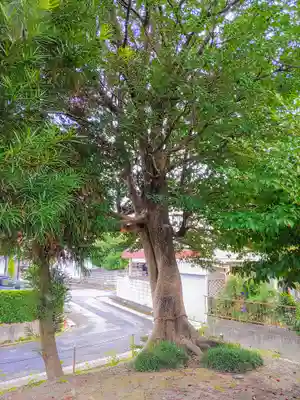 竹生島神社の自然