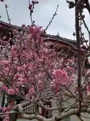 大須観音 （北野山真福寺宝生院）の自然