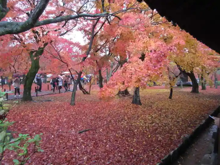 東福禅寺(東福寺)の自然