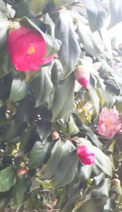 鳥越神社の自然