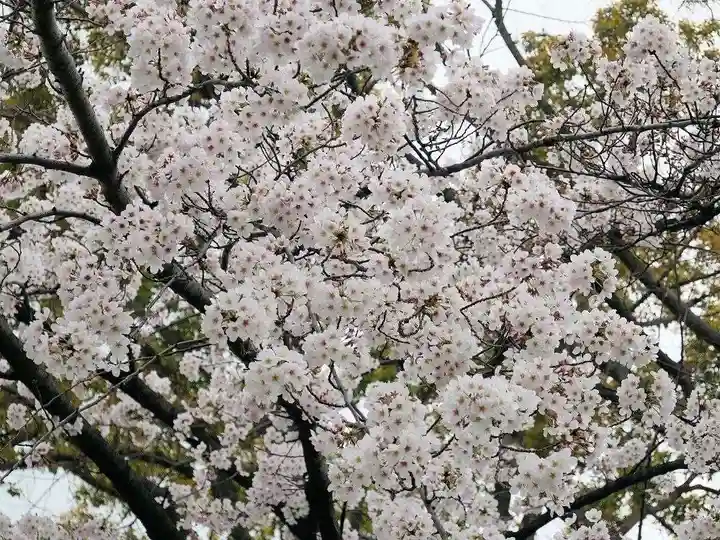 桜神宮の自然