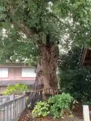 大社神社の自然