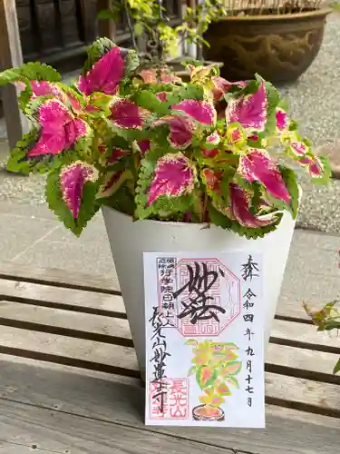 妙蓮寺の御朱印