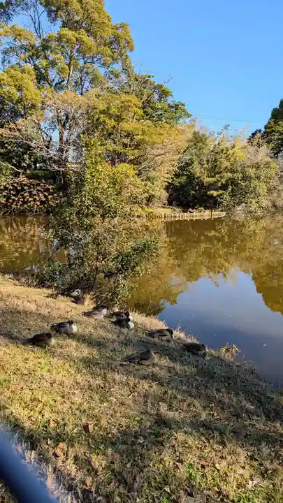 菊田神社の動物