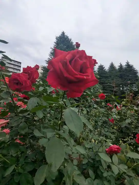 駒込妙義神社(東京都)