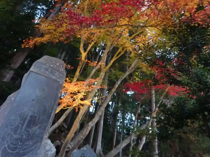大山阿夫利神社の自然