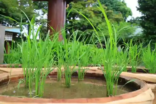 東京大神宮の庭園