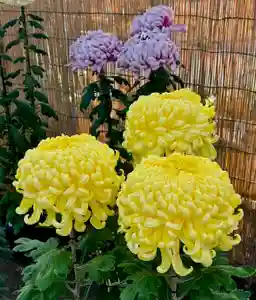 蚊里田八幡宮(長野県)(2025年09月09日(火) 12時54分37秒投稿)