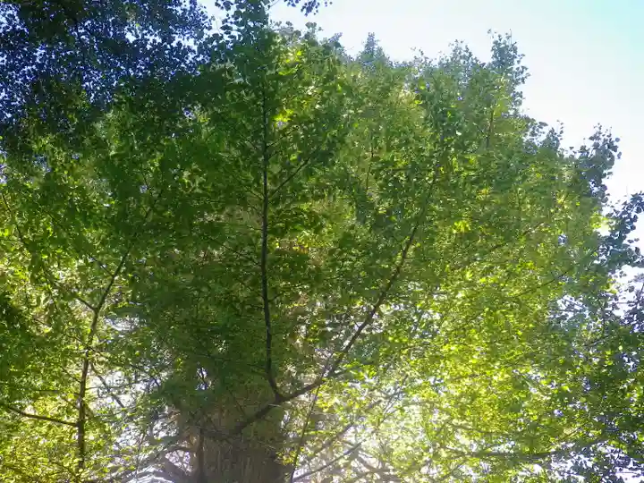 御霊神社の自然