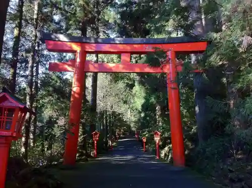 箱根神社の鳥居