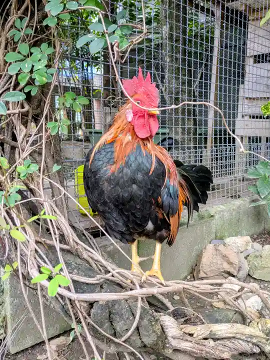 高知大神宮の{uncategorized: "未分類", other: "その他", undefined: "問題あり", building: "その他建物", grave: "お墓", sacred_gate: "鳥居", guardian: "狛犬", statue: "像", buddha: "仏像", history: "歴史", nature: "自然", garden: "庭園", animal: "動物", pagoda: "塔", temizu: "手水舎", mountain_gate: "山門・神門", sanctuary: "本殿・本堂", subordinate: "末社・摂社", art: "芸術", scenery: "景色", jizo: "地蔵", ema: "絵馬", goshuin: "御朱印", omikuji: "おみくじ", items: "授与品その他", amulet: "お守り", goshuincho: "御朱印帳", eats: "食事", festival: "お祭り", votive_dance: "神楽", shichigosan: "七五三参", wedding: "結婚式", experience: "体験その他", initially: "初詣", around: "周辺", anti_infection: "感染症対策"}