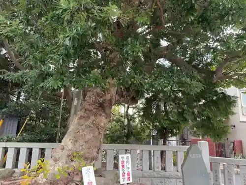 皇大神宮（烏森神社）(神奈川県)