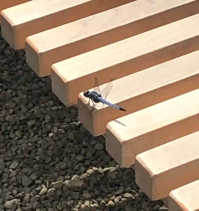 田無神社の動物
