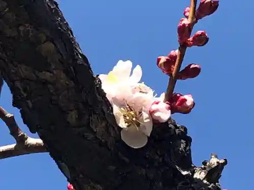 北海道神宮の自然