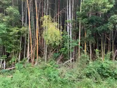 神社跡（名称不明）の自然