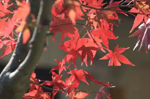 隠津島神社の自然