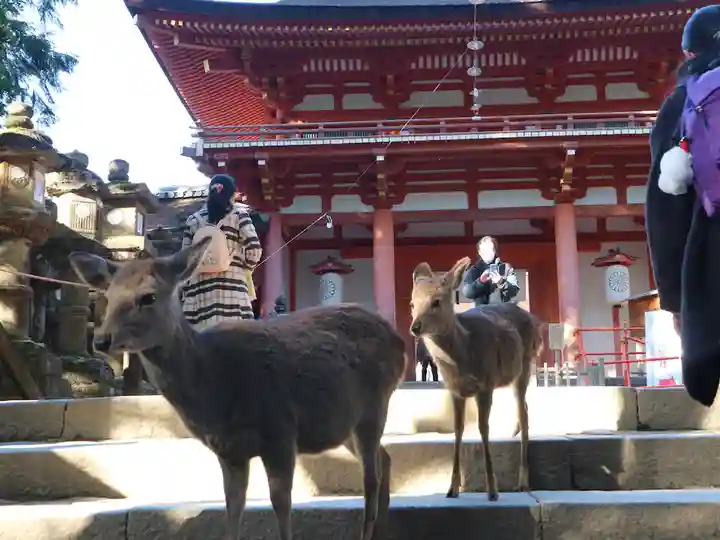 春日大社の動物