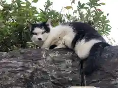 王子神社の動物