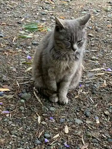 塩竈神社の動物