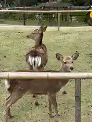 興福寺 南円堂の動物