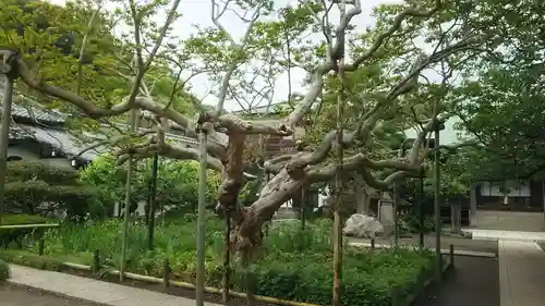 極楽寺（霊鷲山感應院極楽律寺）の庭園