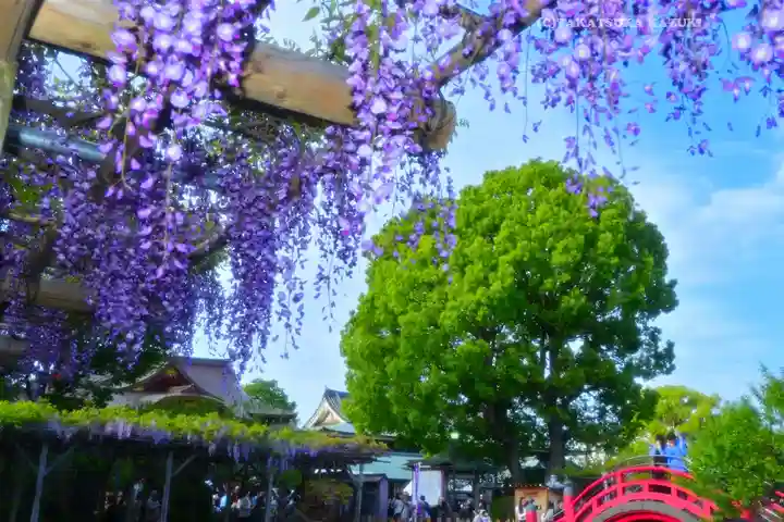 亀戸天神社(東京都)