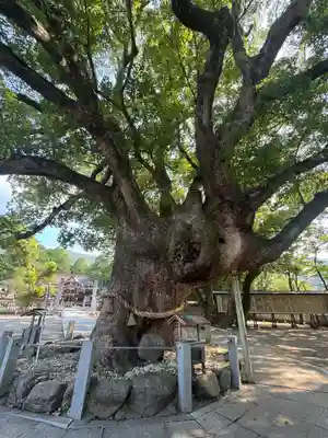 大麻比古神社(徳島県)
