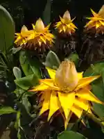 常寂光寺(京都府)