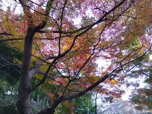 八坂神社(滋賀県)