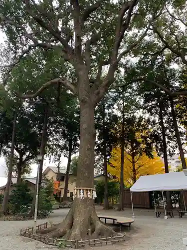 星川杉山神社の自然