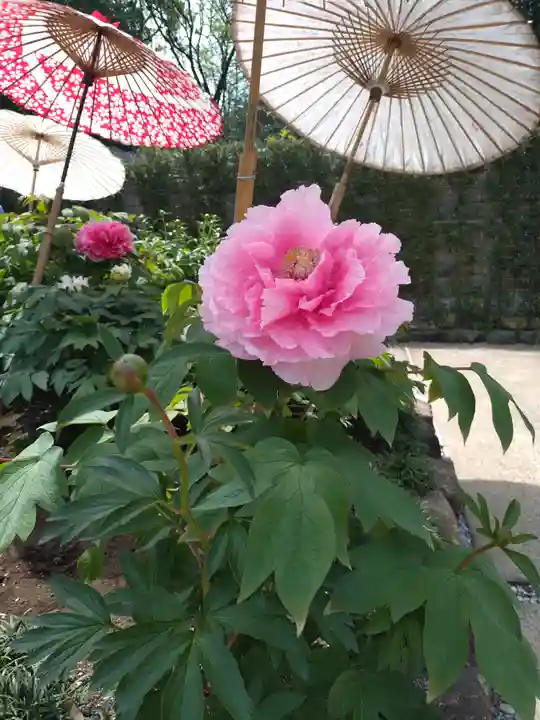 上野東照宮(東京都)