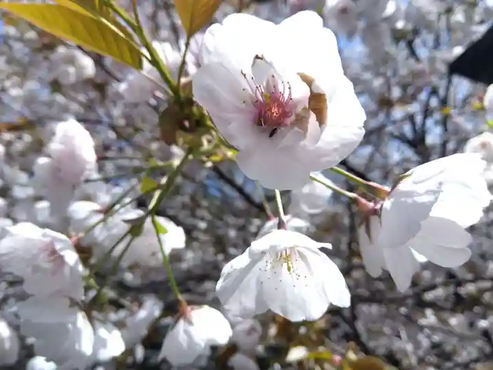 常照皇寺(京都府)