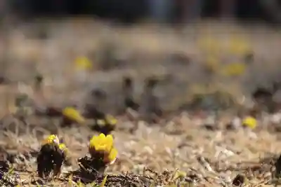 三坂稲荷神社の自然
