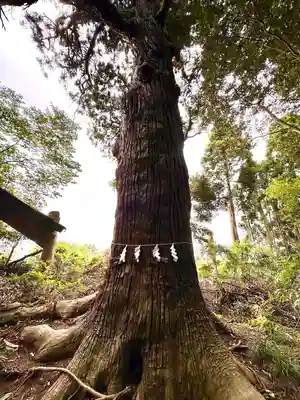 日吉神社(千葉県)