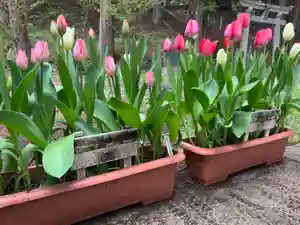 大宮温泉神社の自然(2022年04月18日(月) 13時08分22秒投稿)