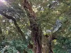 阿志都彌神社・行過天満宮の自然