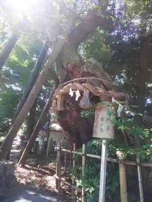 川尻八幡宮の自然