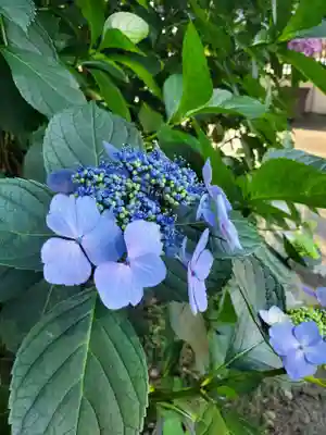 沙沙貴神社(滋賀県)