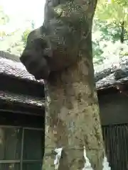 氷川女體神社の自然