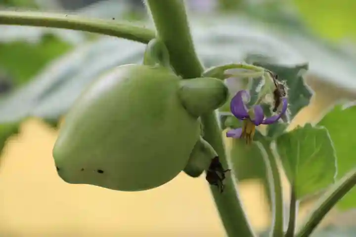 阿久津「田村神社」(郡山市阿久津町)旧社名:伊豆箱根三嶋三社の庭園