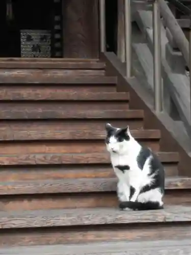 行願寺（革堂）の動物